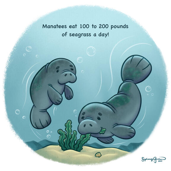 Two manatees are shown swimming underwater. One is taking a bite out of some seaweed poking out of the sand. The text at the top reads: "Manatees eat 100-200 pounds of seagrass a day."